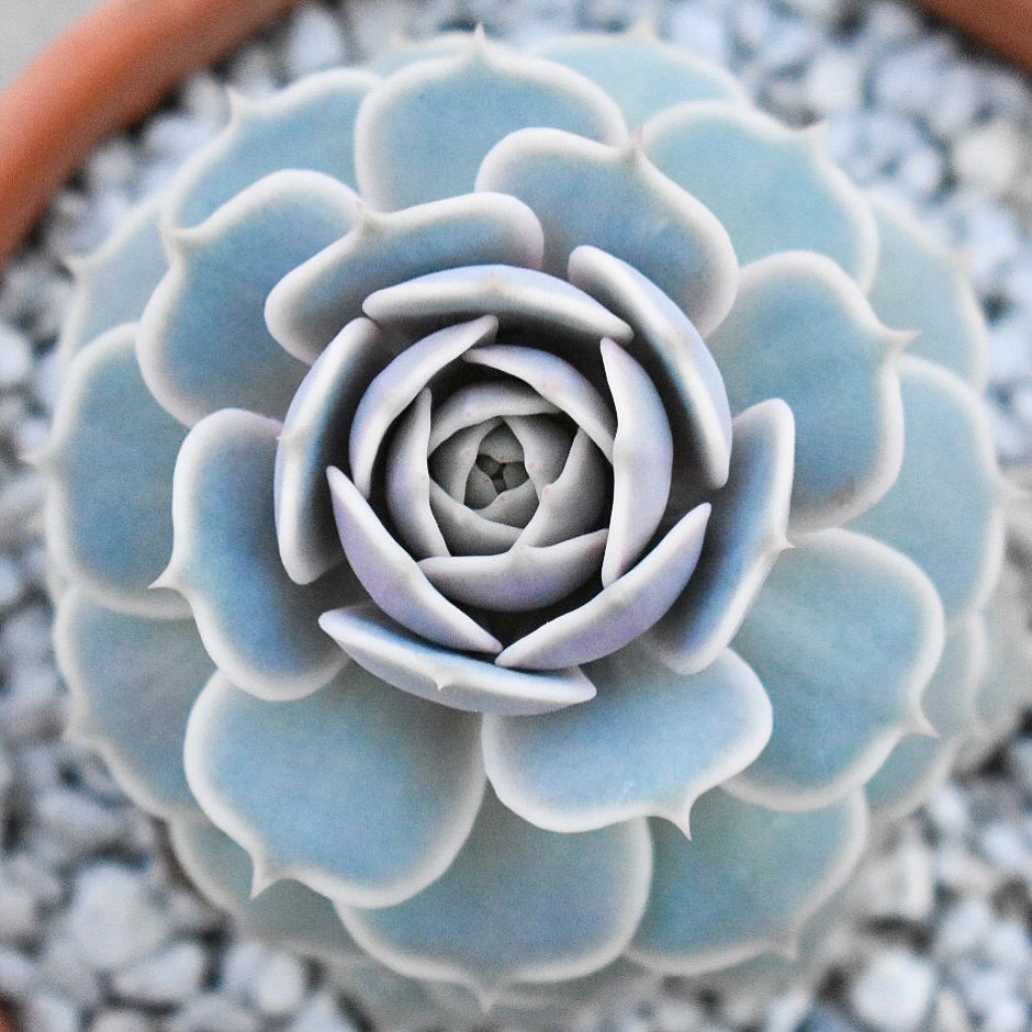 All You Need to Know About Echeveria Lola