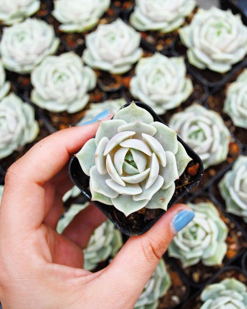 All You Need to Know About Echeveria Lola